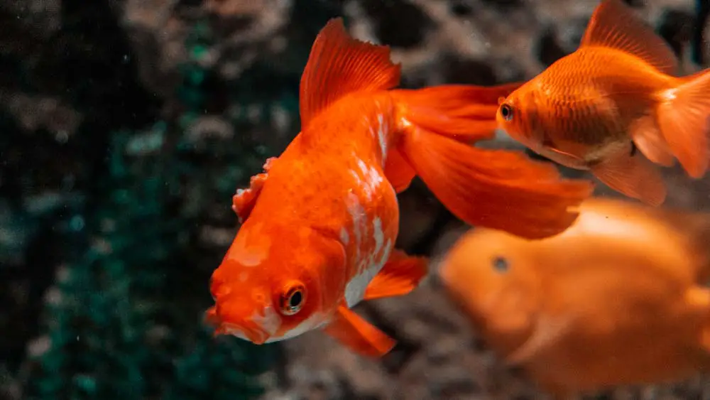 Fisch im Hurghada Aquarium in Ägypten