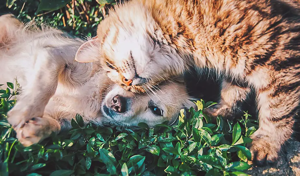 Ein Hund und eine Katze als Symbolbild