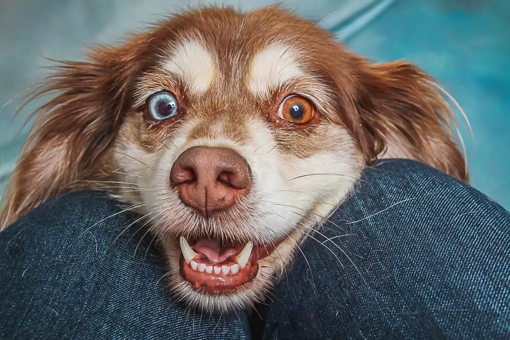 Ein lachender Hund als Symbolbild