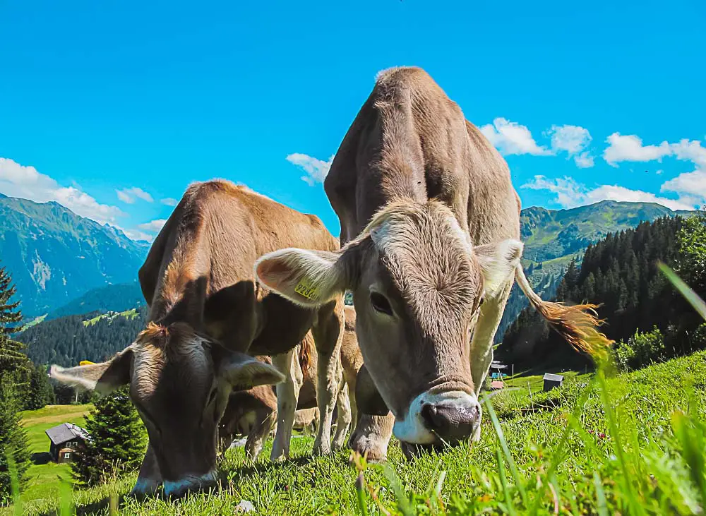 Kühe auf einer Alm in Österreich