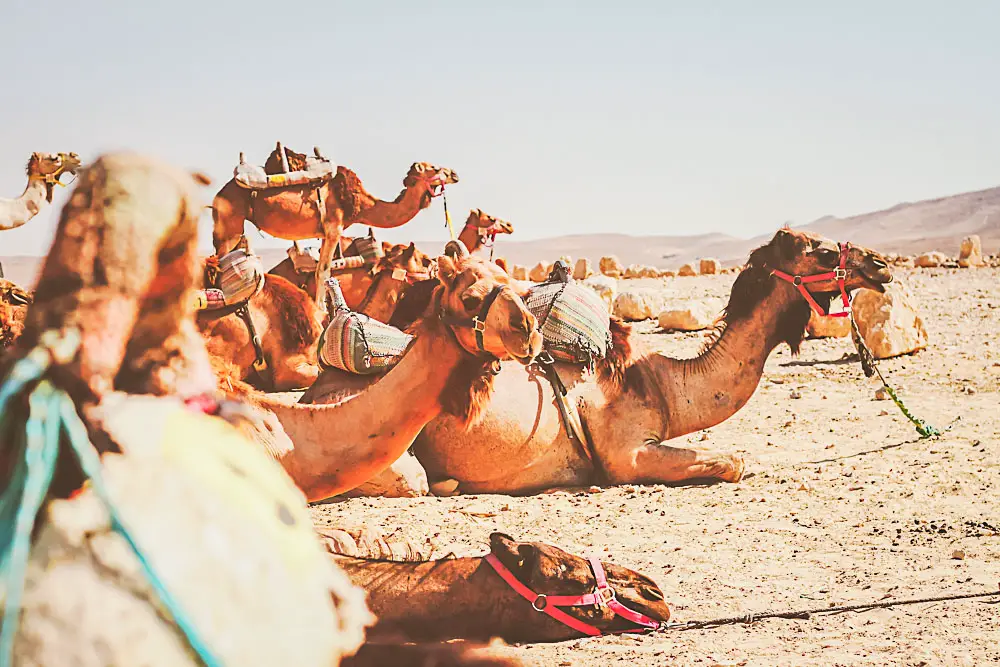 Kamele in der Wüste Negev in Israel