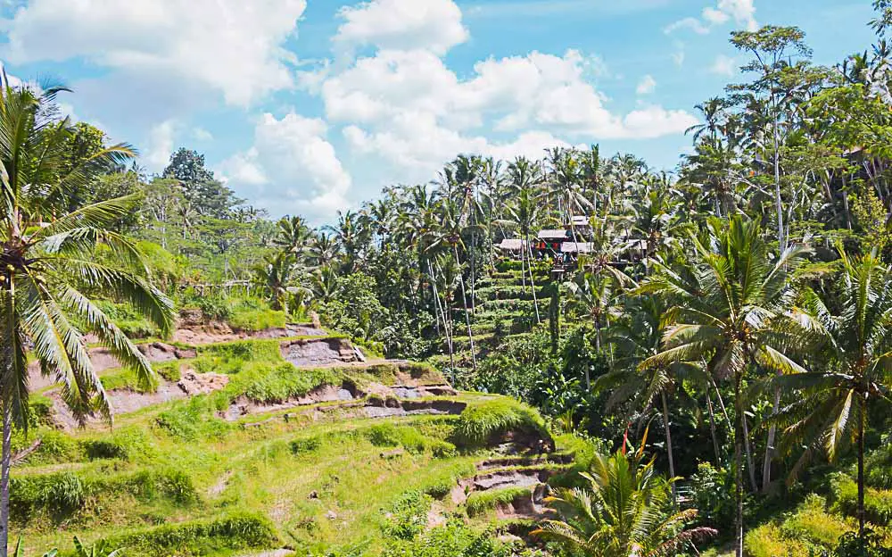 Reisfelder in Bali in Indonesien