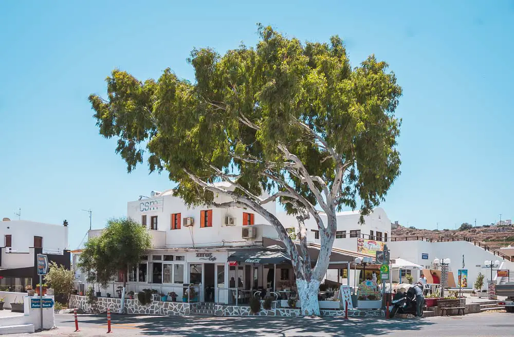 Baum in Griechenland im Juni