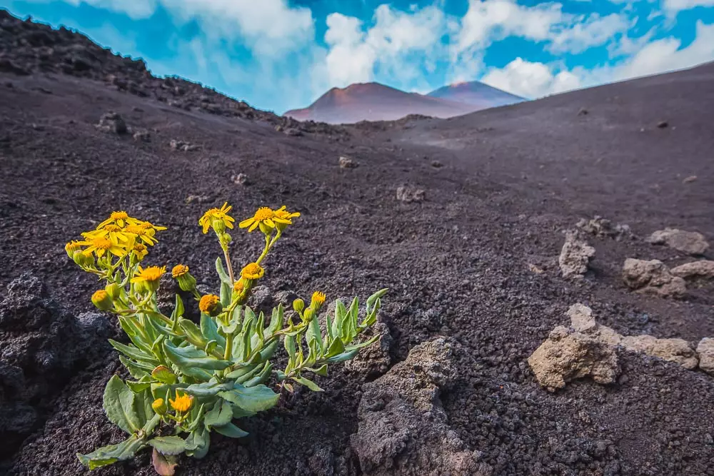 Blumen auf dem Vulkan Ätna in Italien als Entsprechung für das italienische Sprichwort Finche ce vita ce speranza