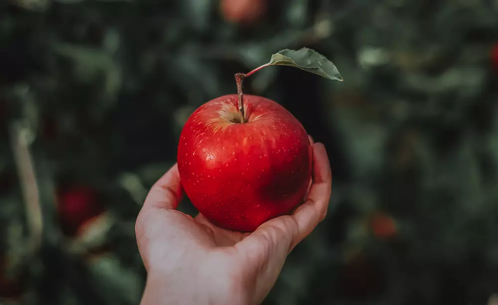 Ein roter Apfel als Entsprechung für das italienische Sprichwort Uomo avvisato mezzo salvato