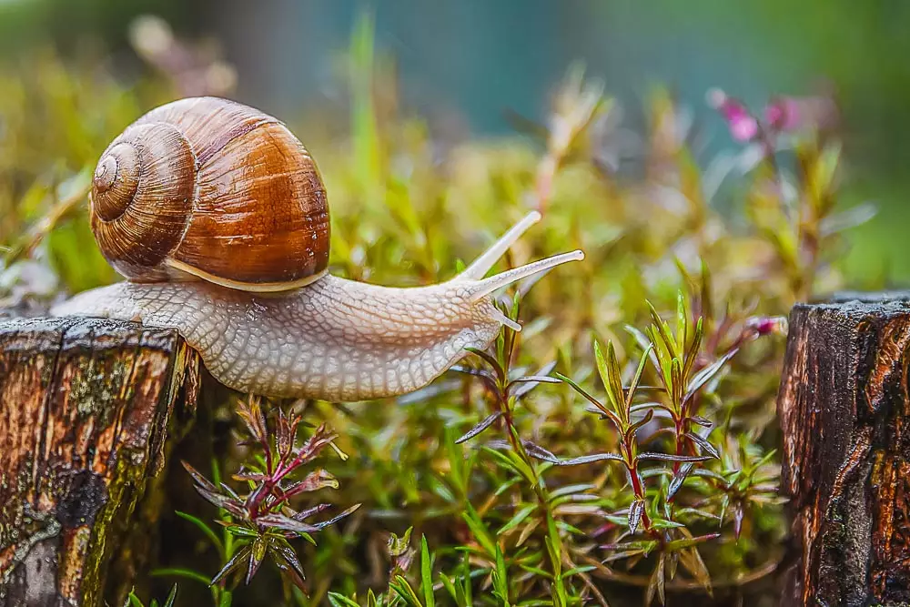 Schnecke als Entsprechung fur das italienische Sprichwort Chi va piano va sano e va lontano