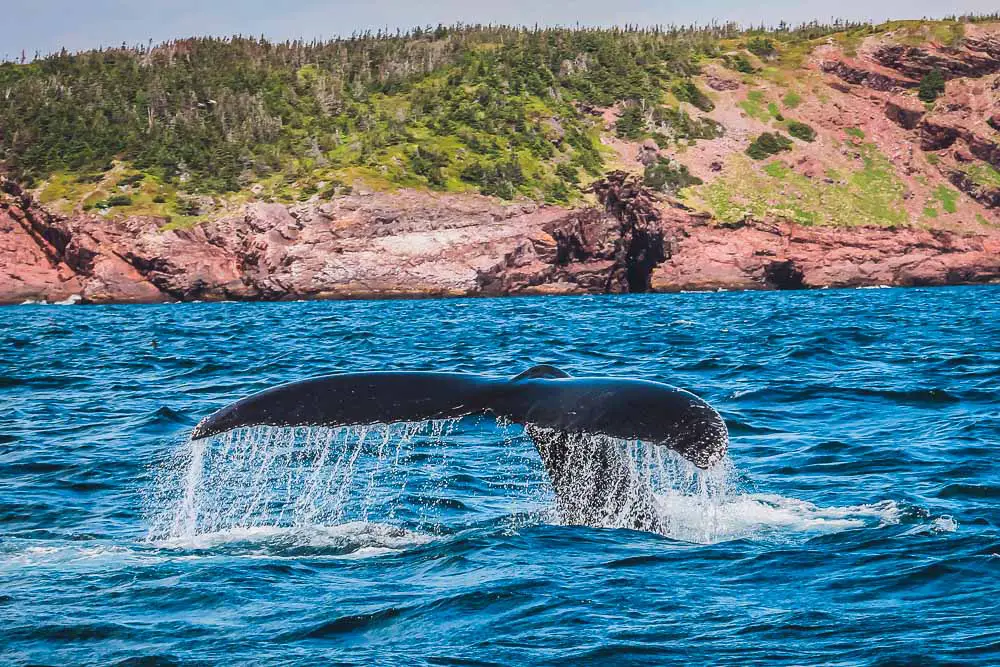 Wal an der Küste von Kanada
