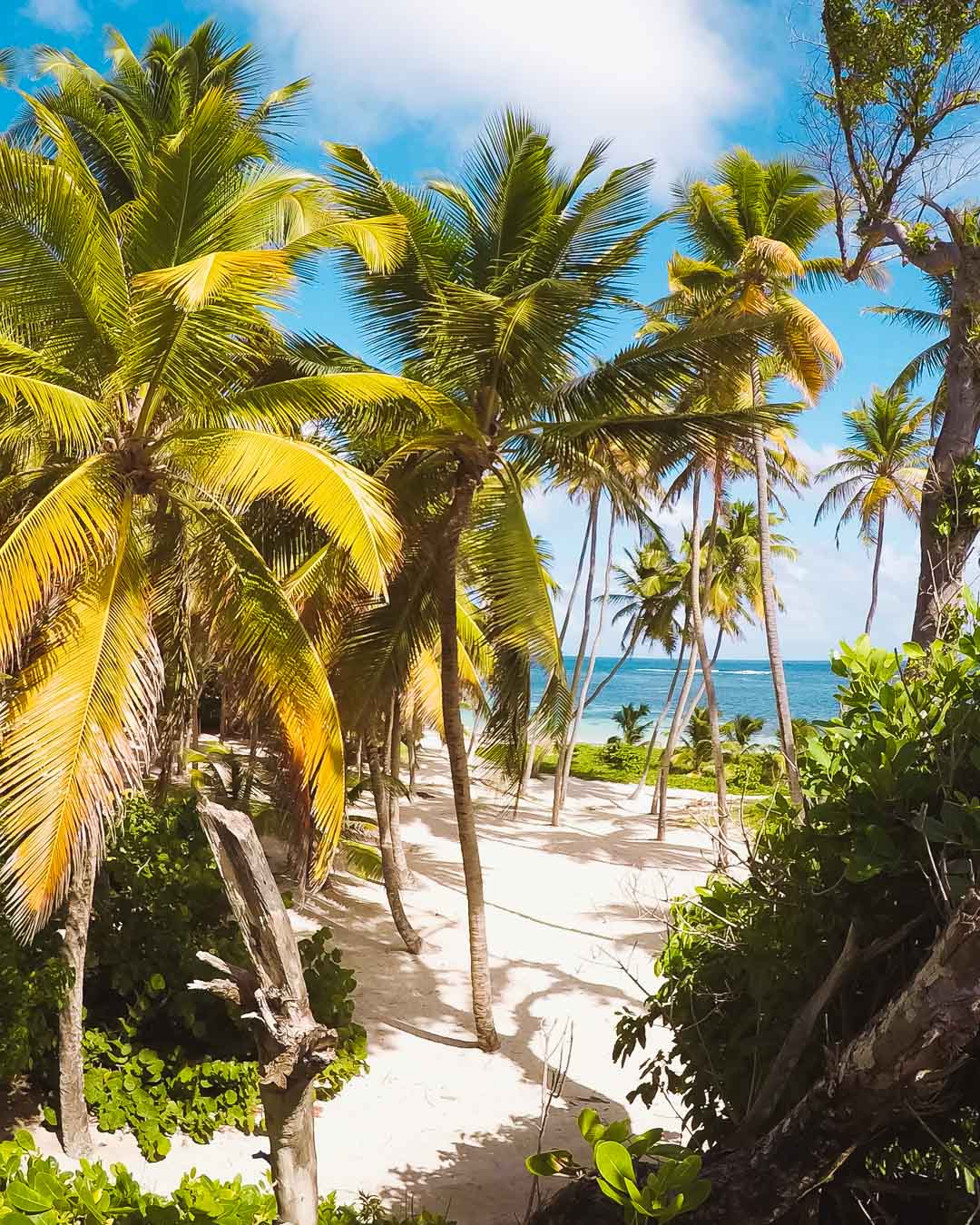 Palmen auf einem Strand auf der Insel Martinique in Frankreich