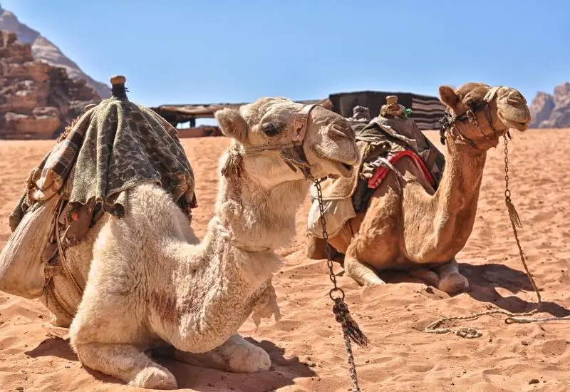Kamel in Tunesien