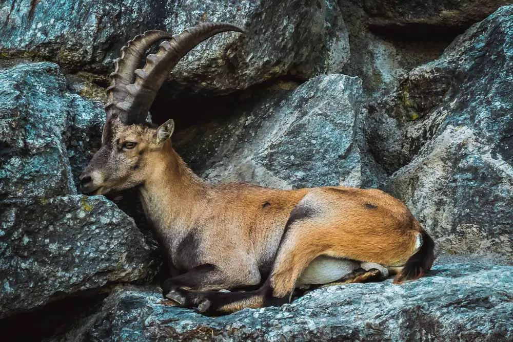 Steinbock im Alpenzoo in Österreich Steinbock im Alpenzoo in Österreich
