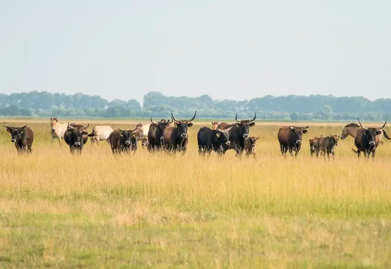 Hortobagy Nationalpark in Ungarn