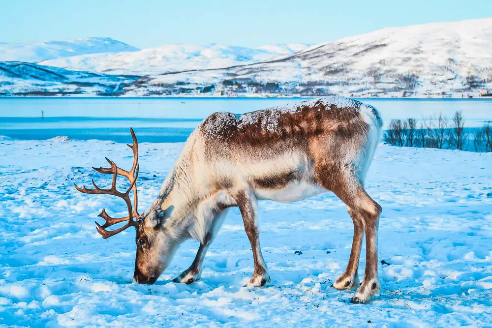 Tiere im Schnee in Norwegen