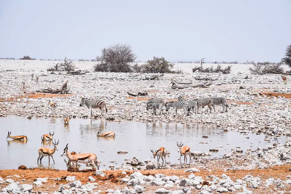 Etosha Nationalpark in Namibia Etosha Nationalpark in Namibia