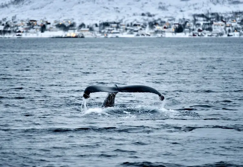 Walsafari in Tromso in Norwegen 