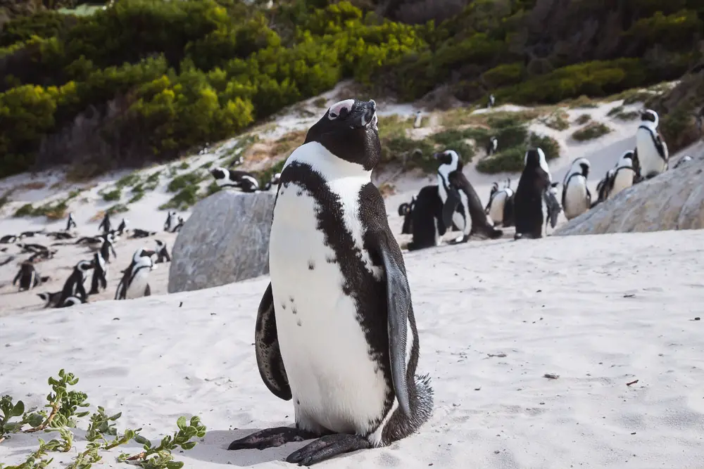 Boulders Beach Pinguin in Südafrika Boulders Beach Pinguin in Südafrika