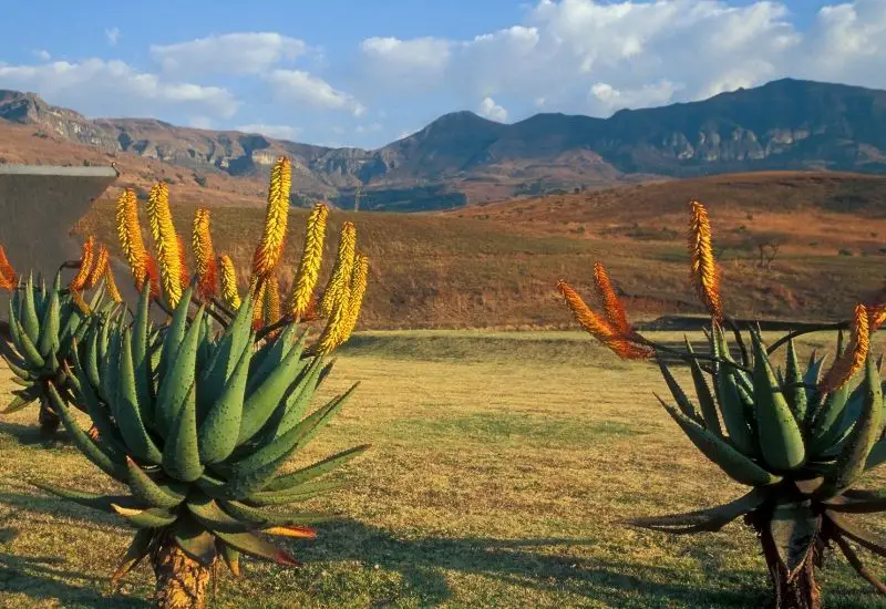 Drakensberg Berge in Südafrika