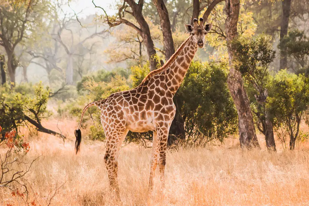 Giraffe im Kruger Nationalpark in Südafrika