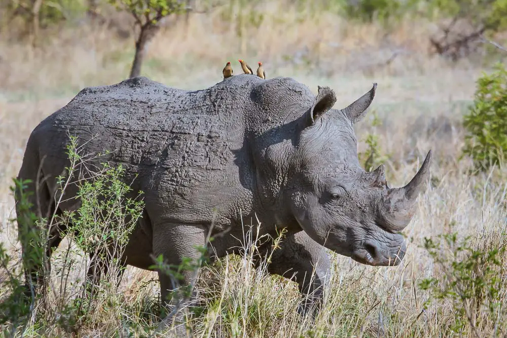 Nashorn im Kruger Nationalpark in Südafrika