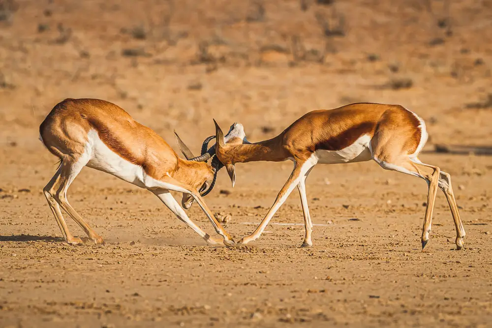 Springok in der Kalahari in Südafrika Springok in der Kalahari in Südafrika