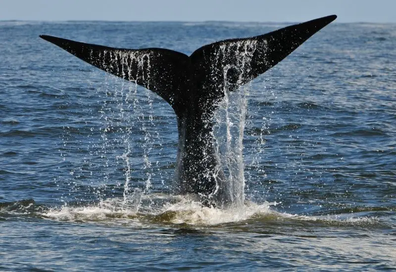 Wal an der Küste von Südafrika Wal an der Küste von Südafrika