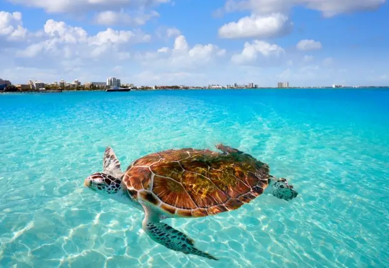 Schildkröte in Cancun in Mexiko Schildkröte in Cancun in Mexiko