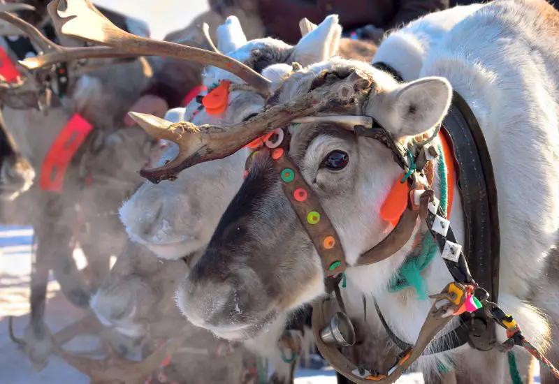 Rentier in Lappland im Winter in Finnland