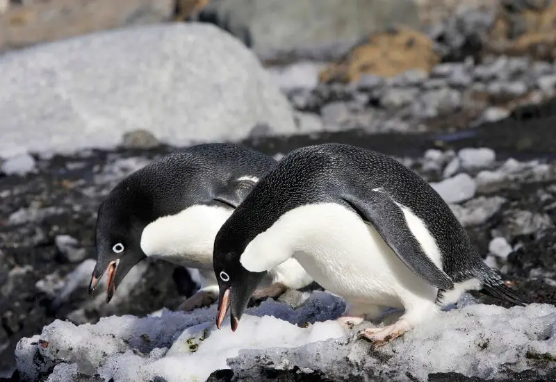 Adelie Pinguin am Meer in der Antarktis