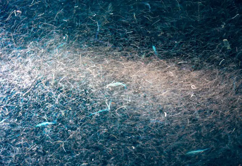 Krill Unterwasser Aufnahme in der Antarktis