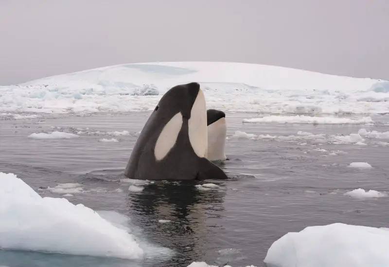 Orca Killerwal schaut aus dem Meer in der Antarktis