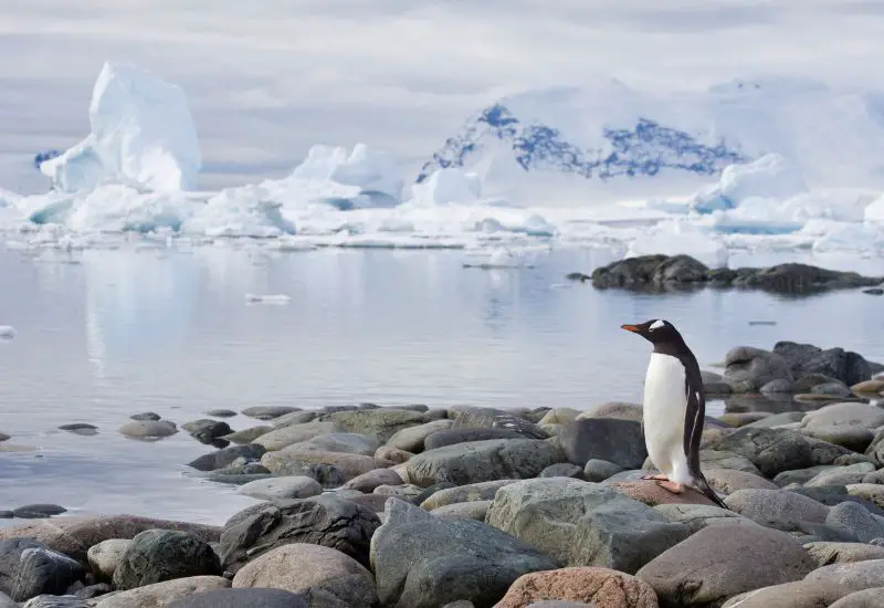 Pinguine in Cuverville Island in der Antarktis