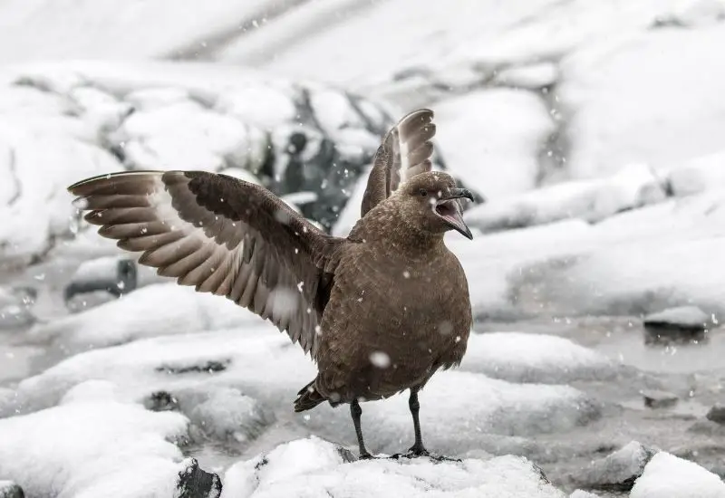 Eine Raubmöwe steht auf einem Eisblock in der Antarktis