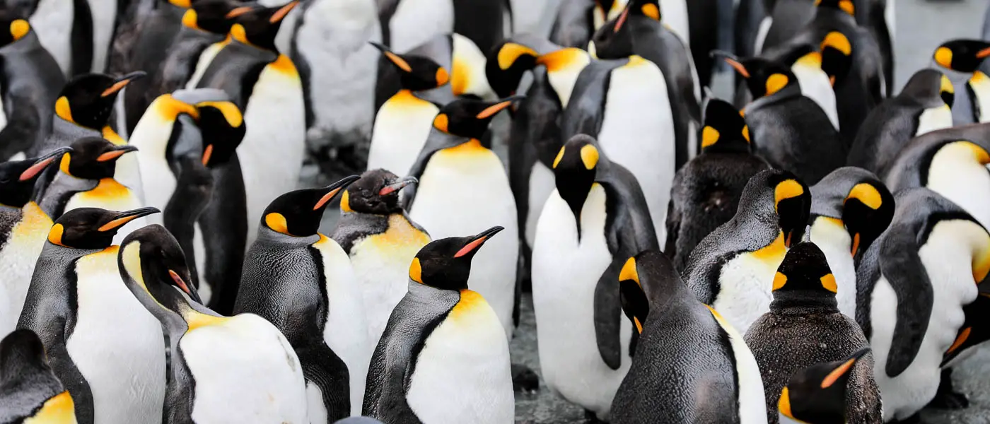 16 Tiere, die Du in der Antarktis sehen kannst