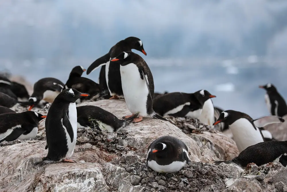 Eine Pinguin-Kolonie in der Antarktis