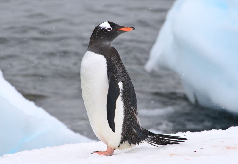 Eselspinguin in Cuverville Island in der Antarktis