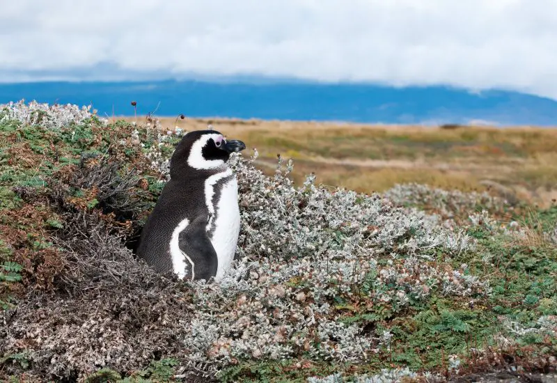 Magellan Pinguin im Süden von Chile