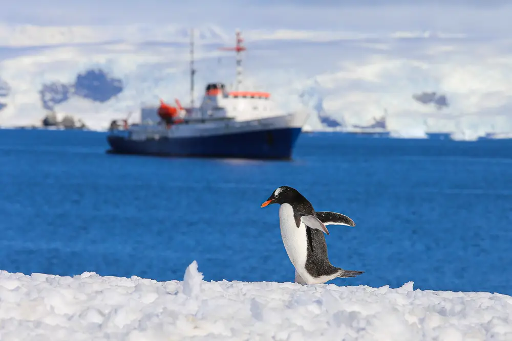 Pinguin mit einem Expeditionsschiff im Hintergrund in der Antarktis