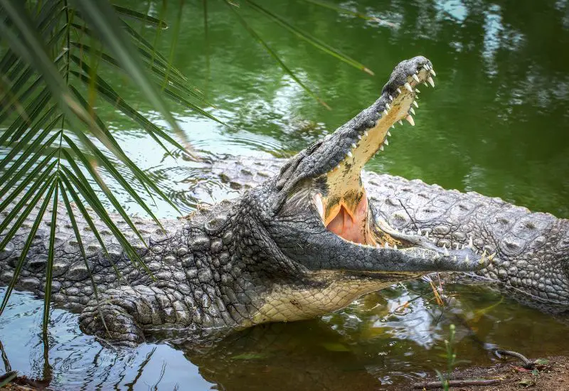 Nil Krokodil Crocopark in Agadir in Marokko