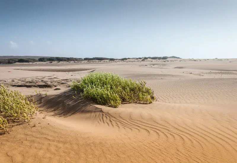 Souss Massa Nationalpark nahe Agadir in Marokko