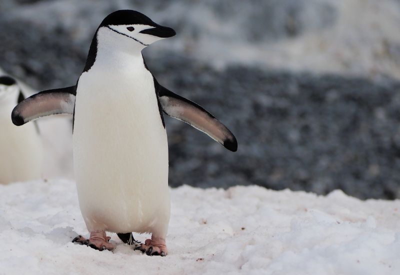 Zügelpinguin in der Antarktis von Canva