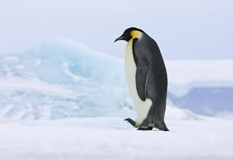 Kaiserpinguin in der Antarktis Kaiserpinguin in der Antarktis