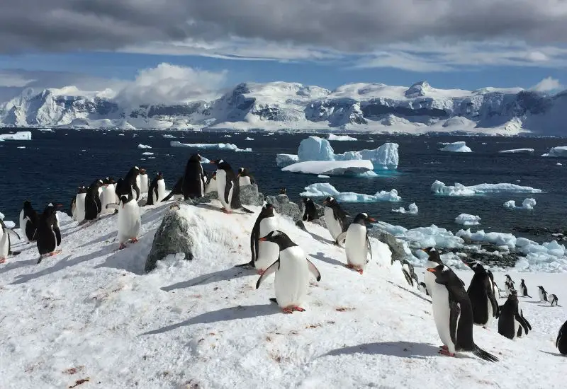 Pinguine in der Antarktis