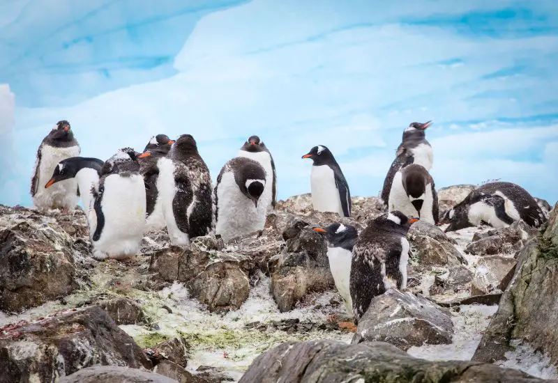Königspinguine in Südgeorgien in der Antarktis Königspinguine in Südgeorgien in der Antarktis