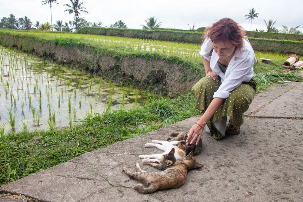 Daria mit Katzen neben Reisterrassen auf Bali in Indonesien