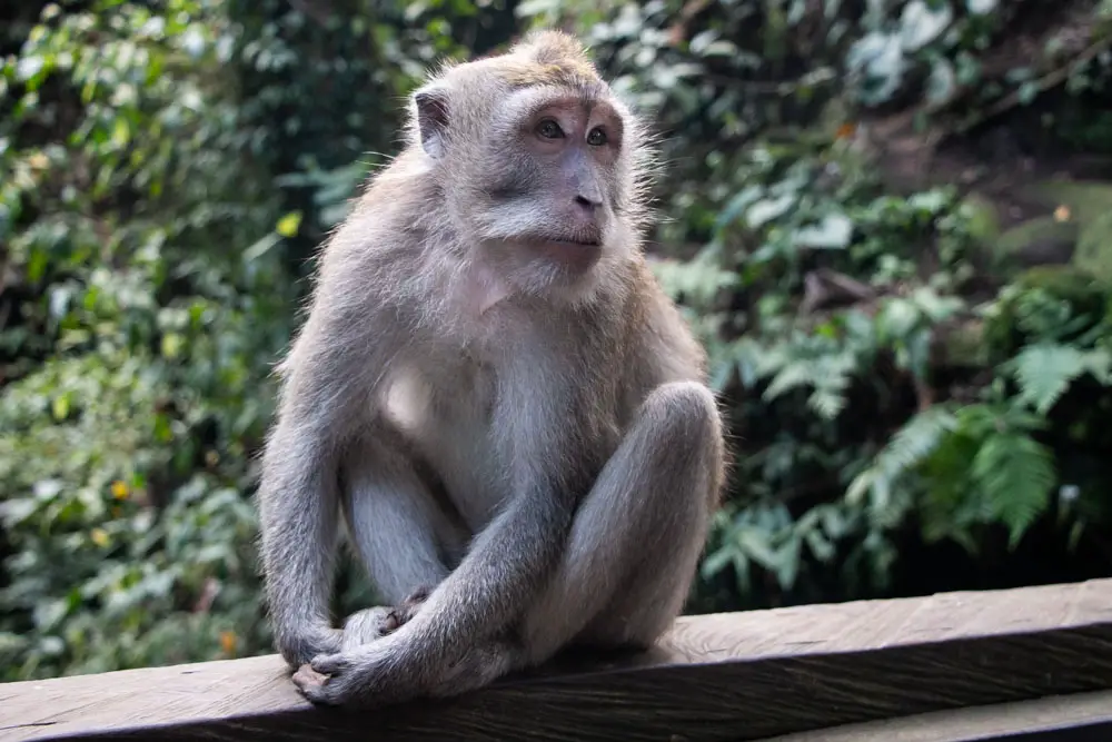 Ein Affe im Monkey Forest in Ubud auf Bali in Indonesien
