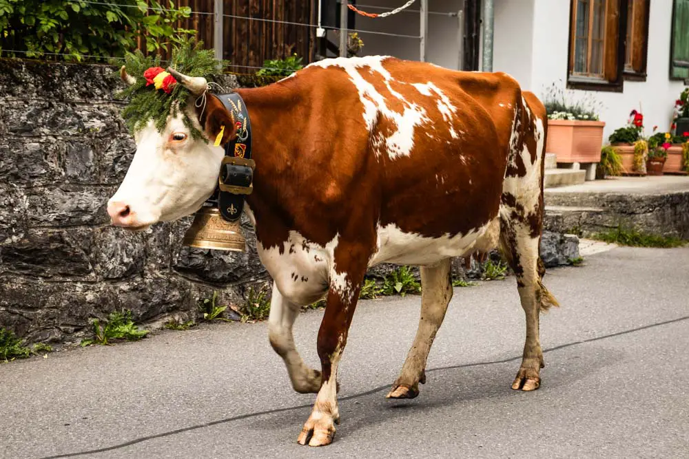 Kuh in einem Dorf in der Schweiz