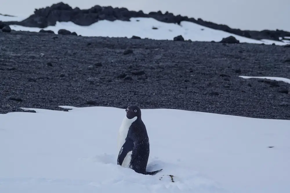 Pinguin im Schnee in der Antarktis