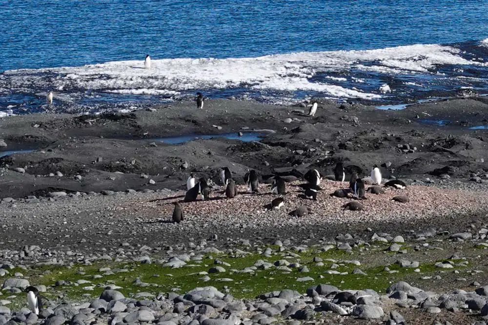 Pinguine Eis und Flechten in der Antarktis