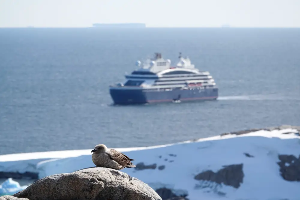 Vogel mit Blick auf ein Kreuzfahrtschiff in der Antarktis