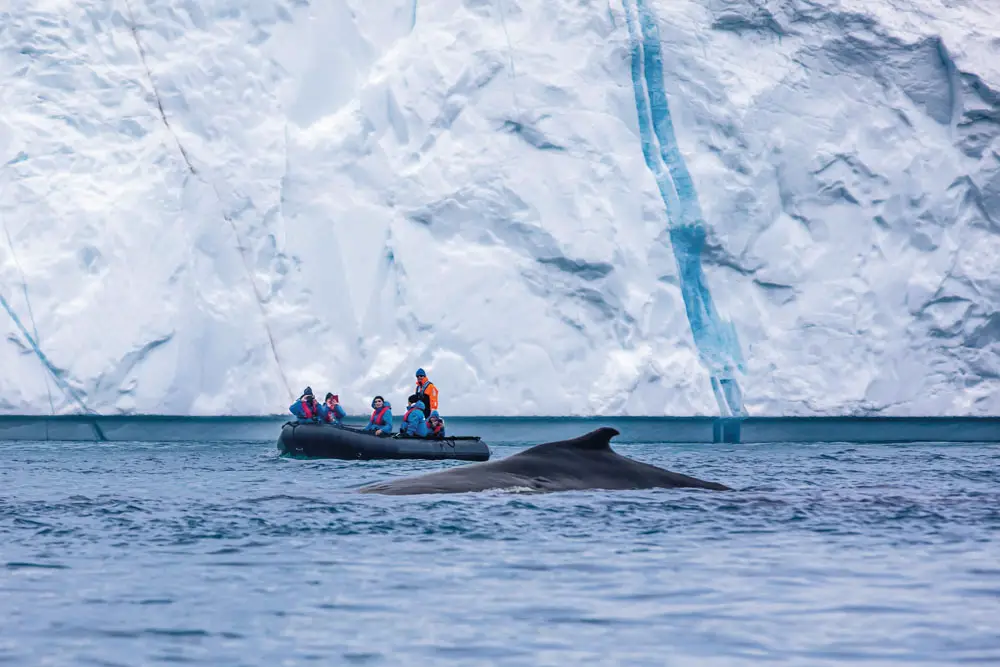 Hapag-Lloyd HANSEATIC Schiffsreisen mit Whale Watching in der Antarktis