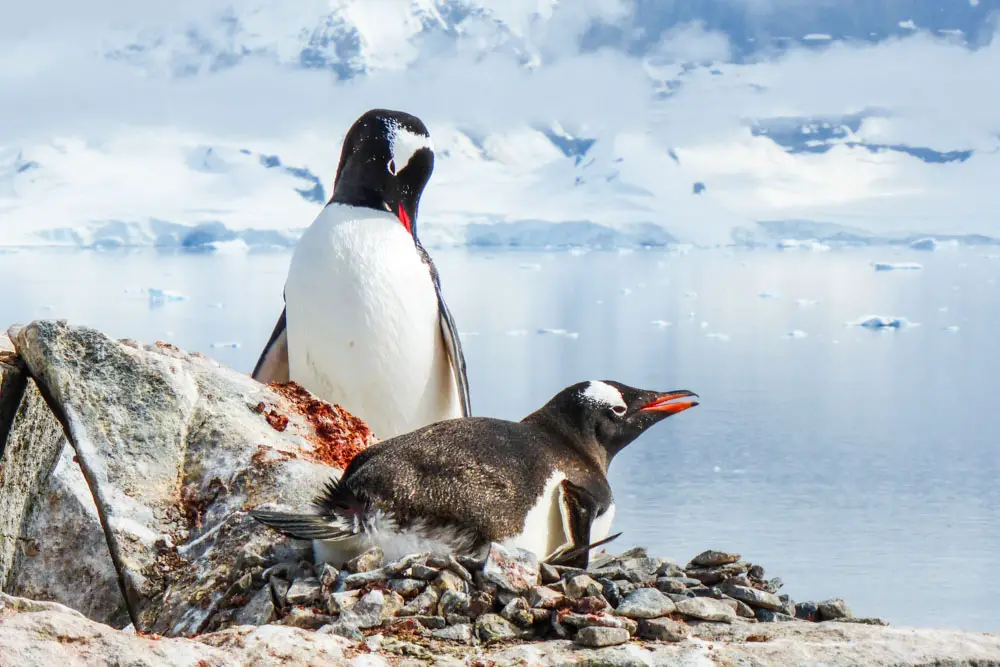 Pinguine-in-der-Antarktis-1